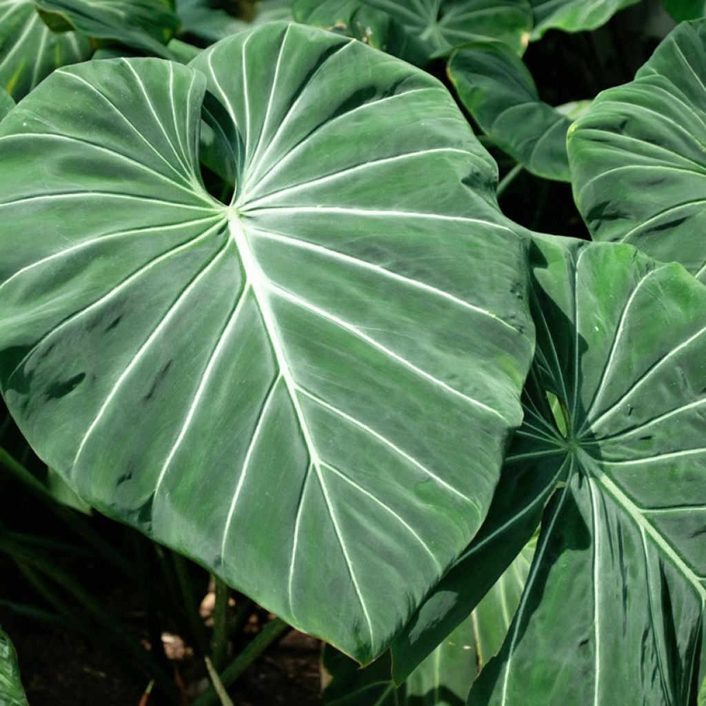 Kirjoköynnösvehka - Philodendron gloriosum