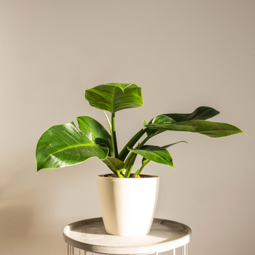 Köynnösvehka Imperial Green