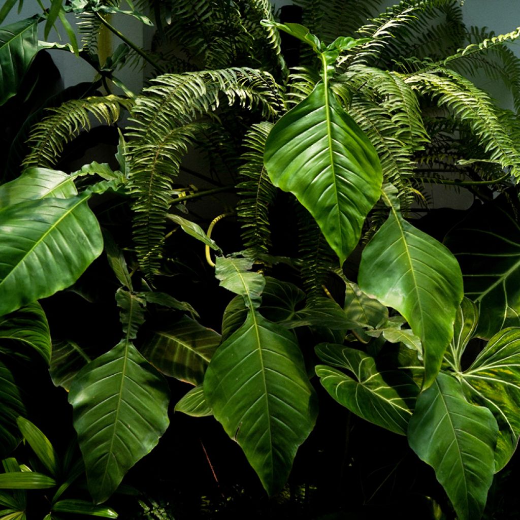 Köynnösvehka - Philodendron x joepii