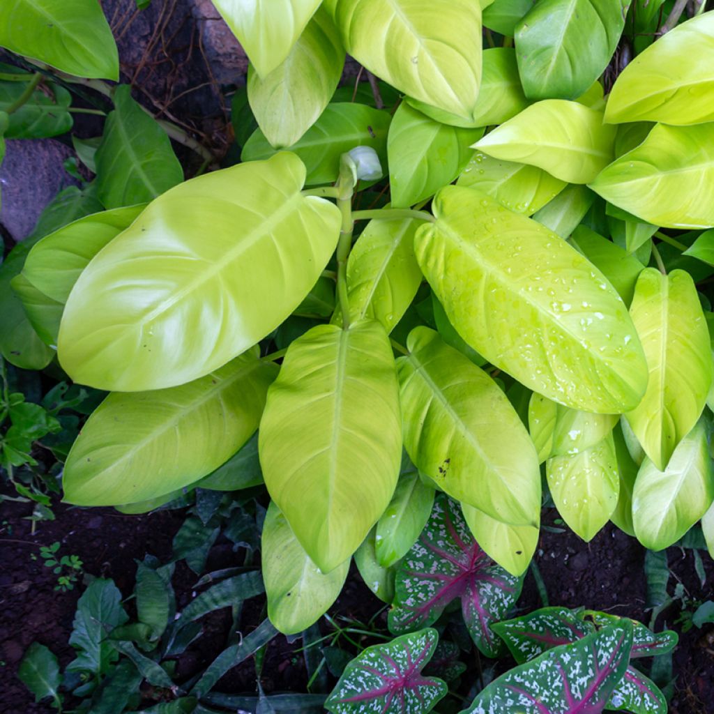 Purppuraköynnösvehka Malay Gold