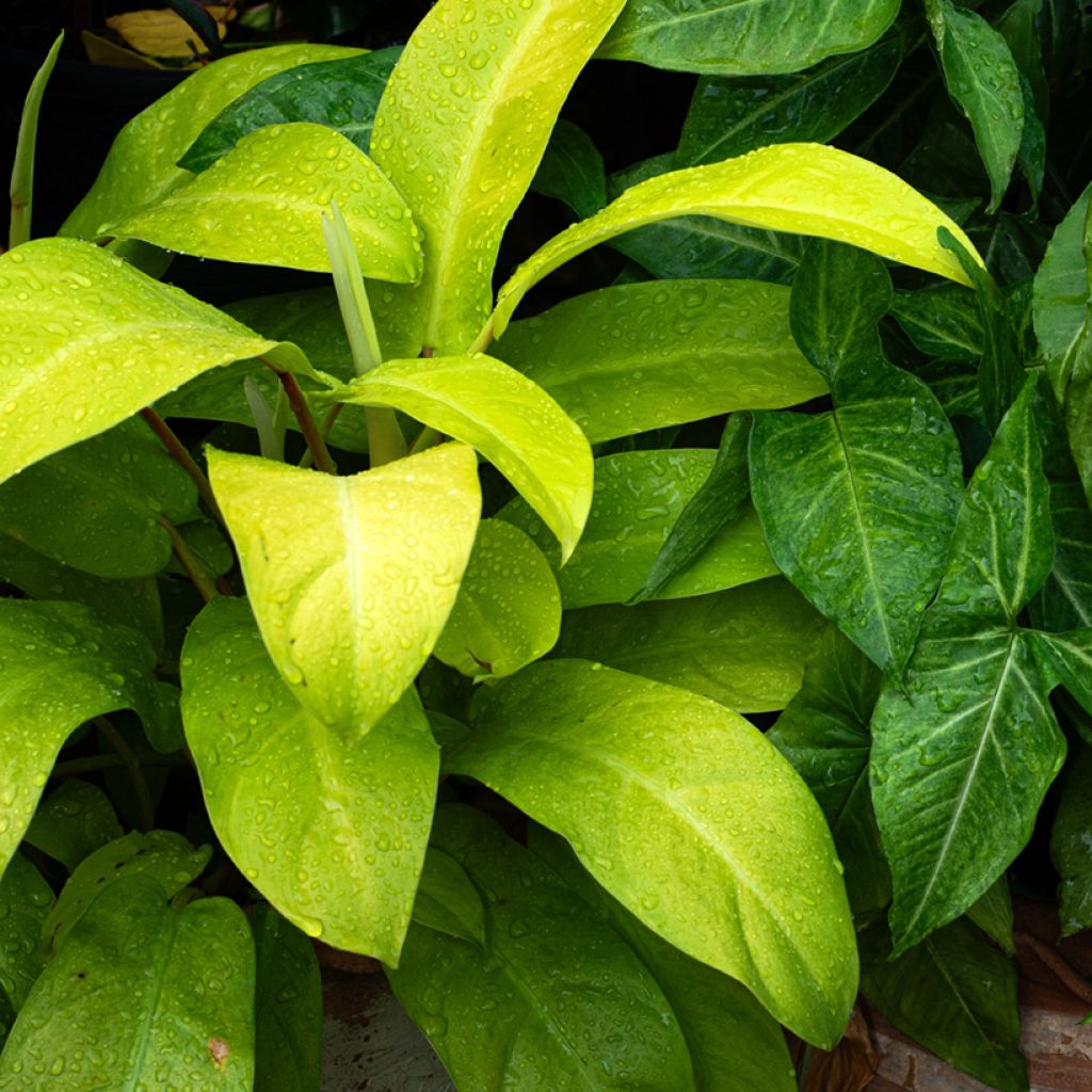 Purppuraköynnösvehka Malay Gold
