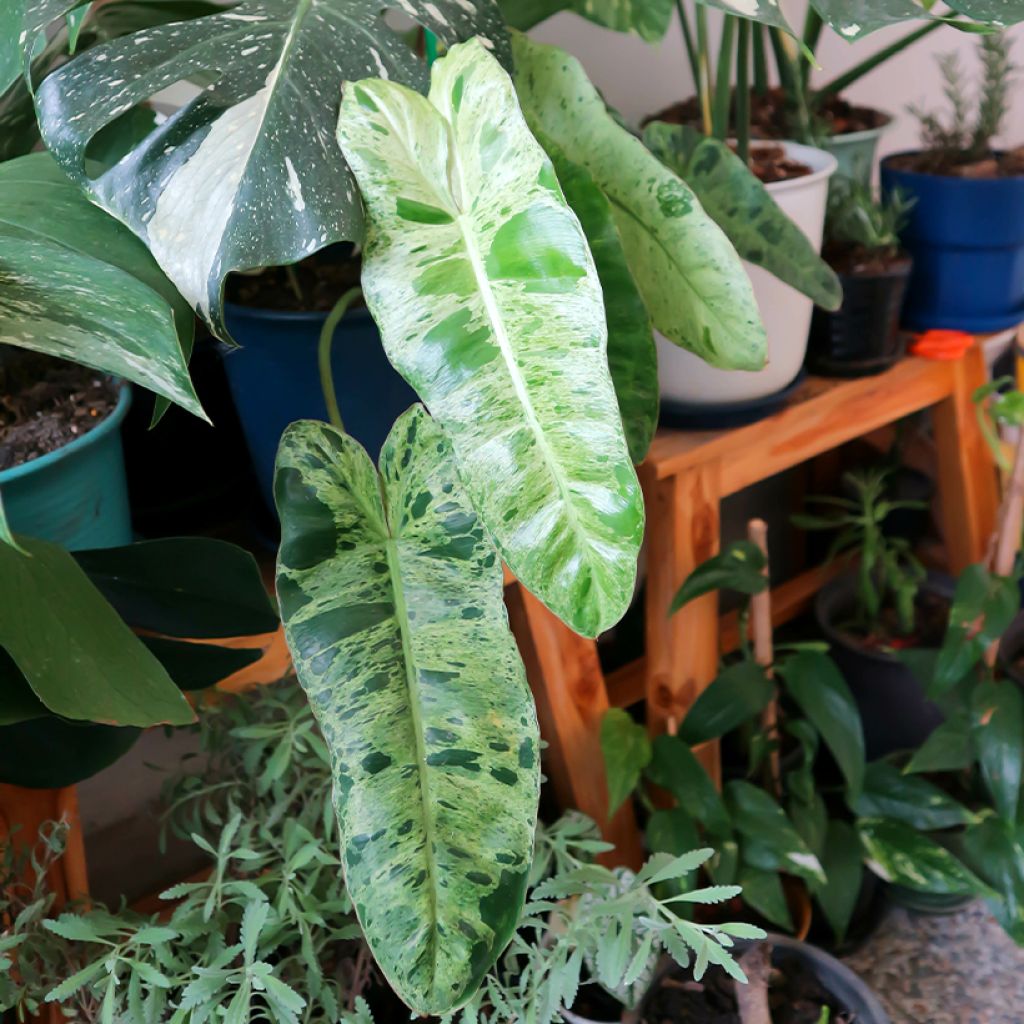 Köynnösvehka Paraiso Verde