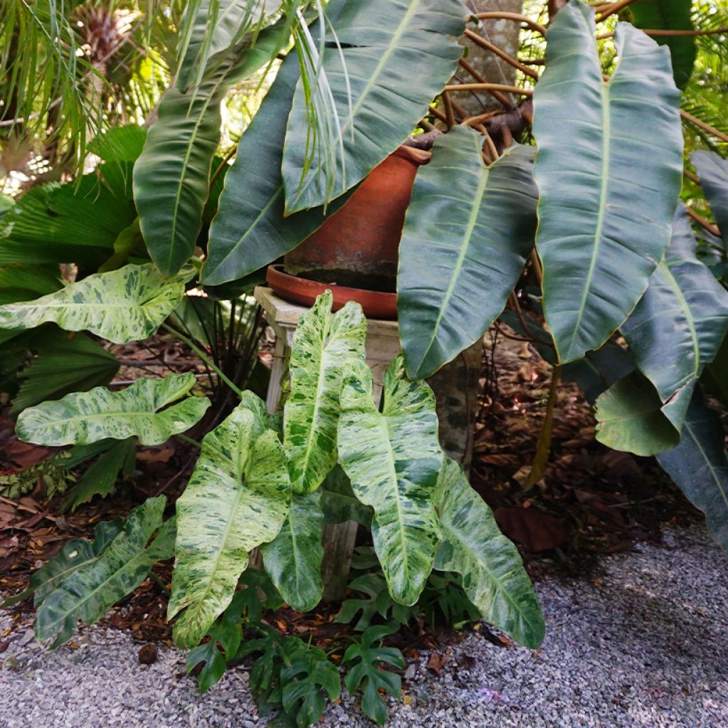 Köynnösvehka Paraiso Verde