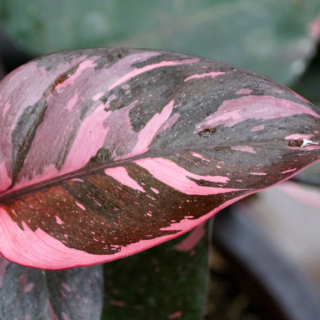 Köynnösvehka Pink Princess