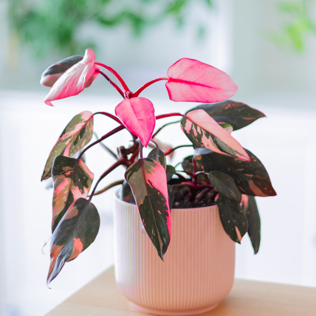 Köynnösvehka Pink Princess