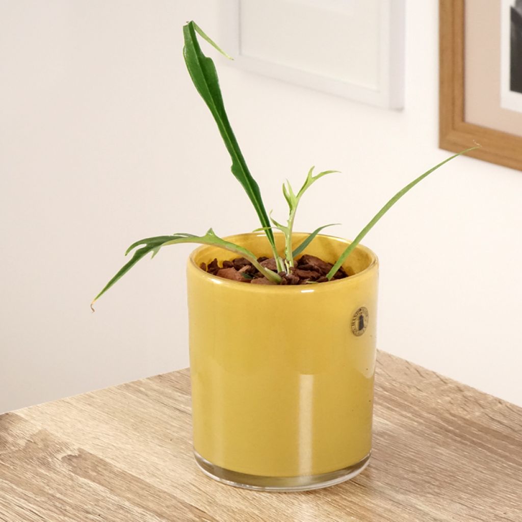 Köynnösvehka - Philodendron tortum