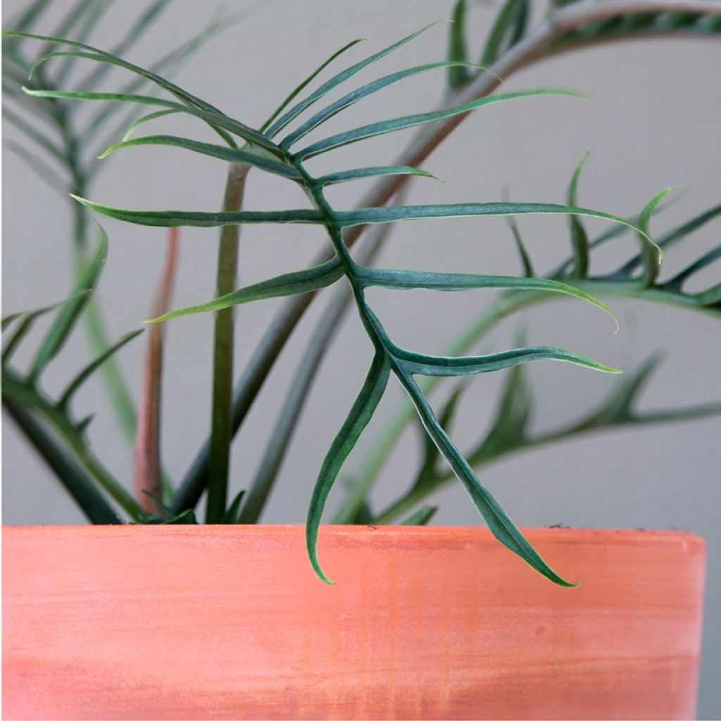 Köynnösvehka - Philodendron tortum