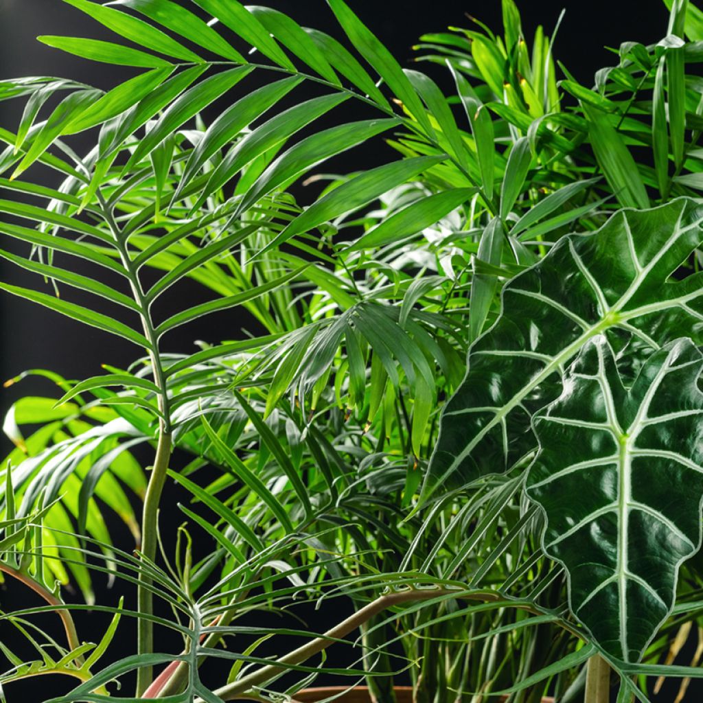 Köynnösvehka - Philodendron tortum