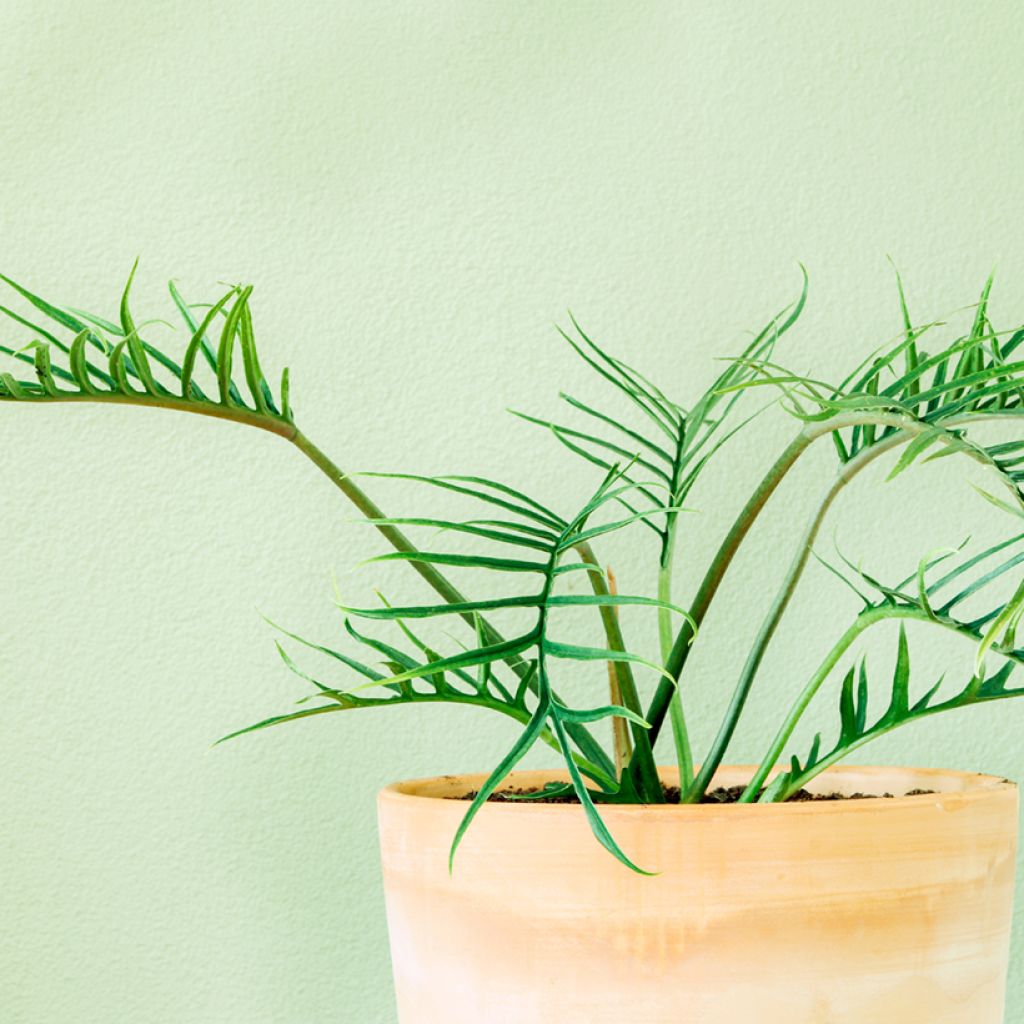 Köynnösvehka - Philodendron tortum