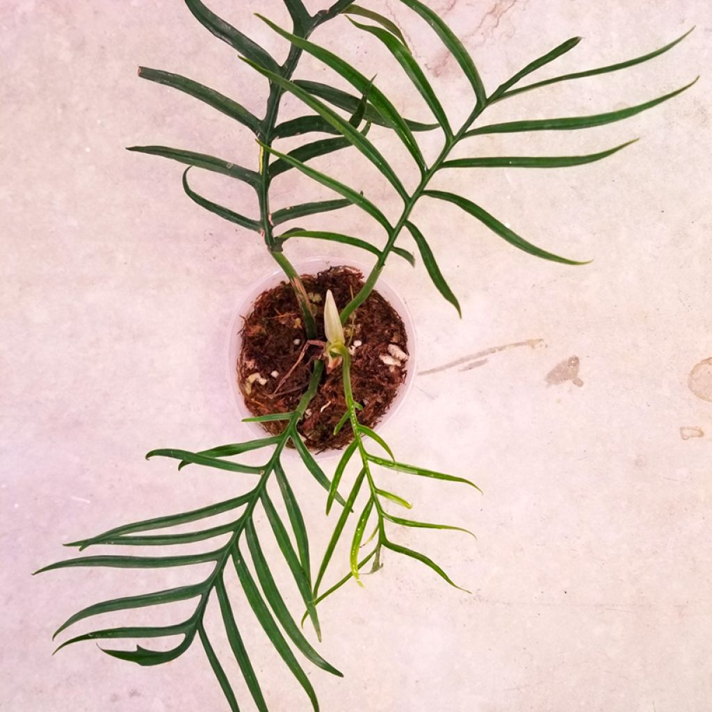 Köynnösvehka - Philodendron tortum