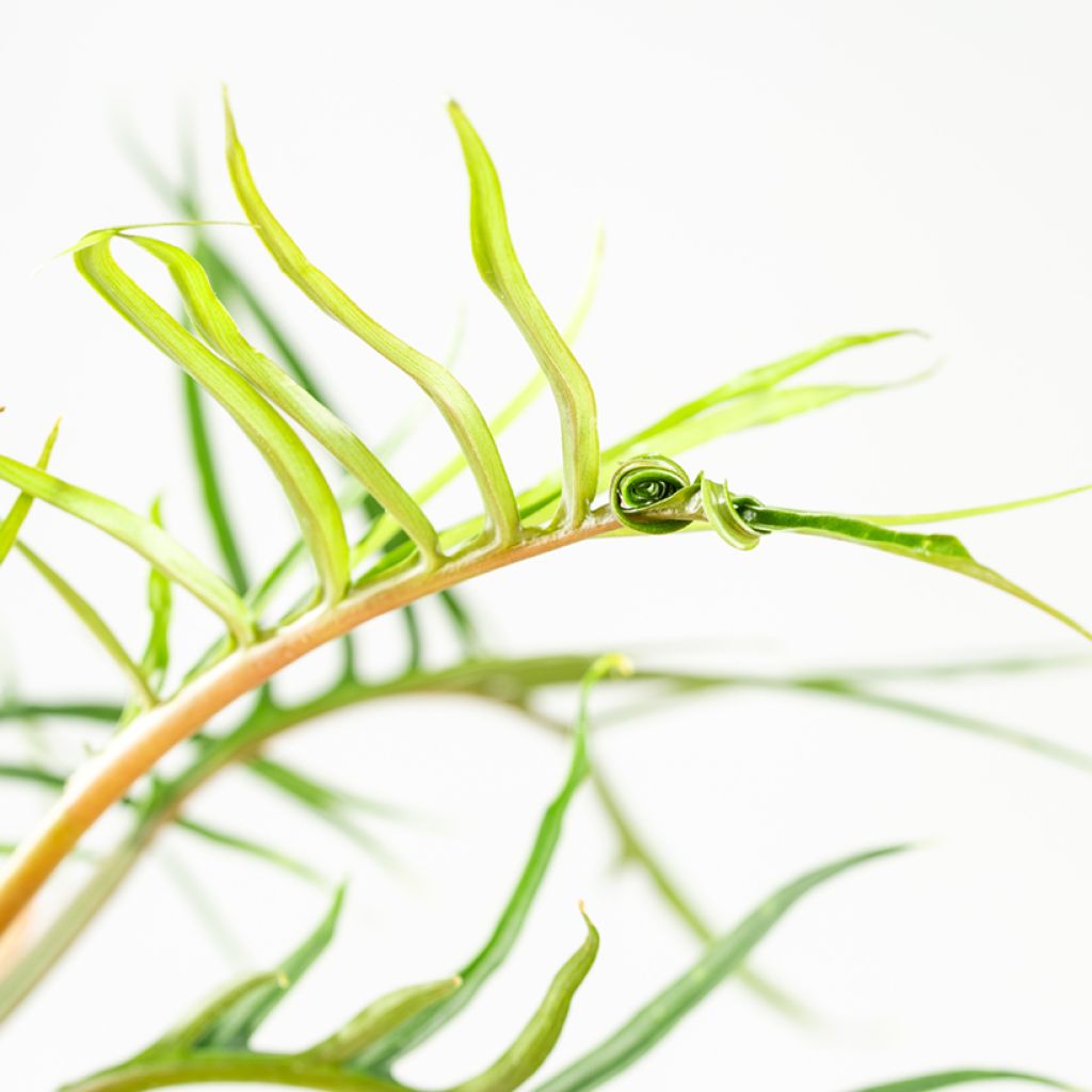 Köynnösvehka - Philodendron tortum