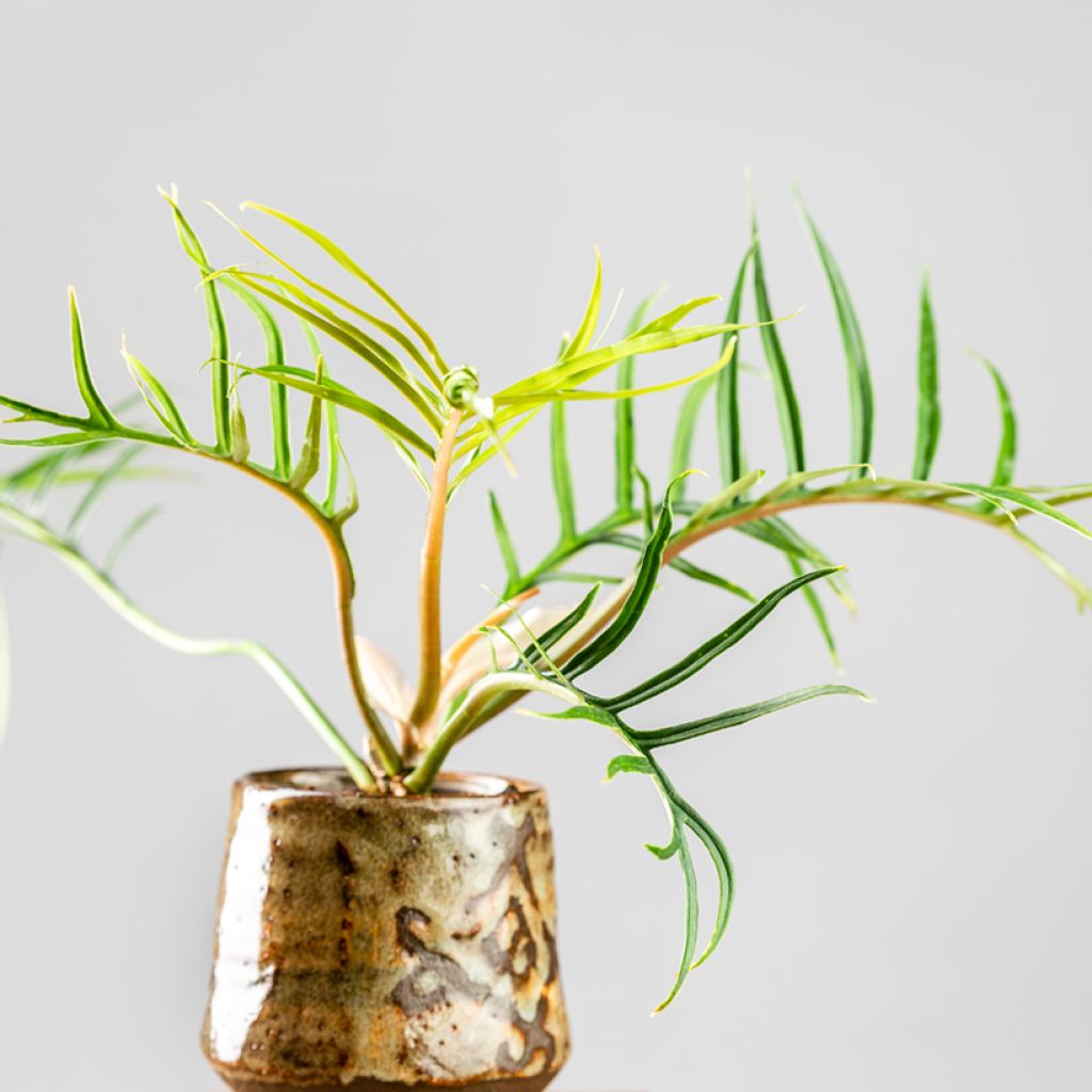 Köynnösvehka - Philodendron tortum