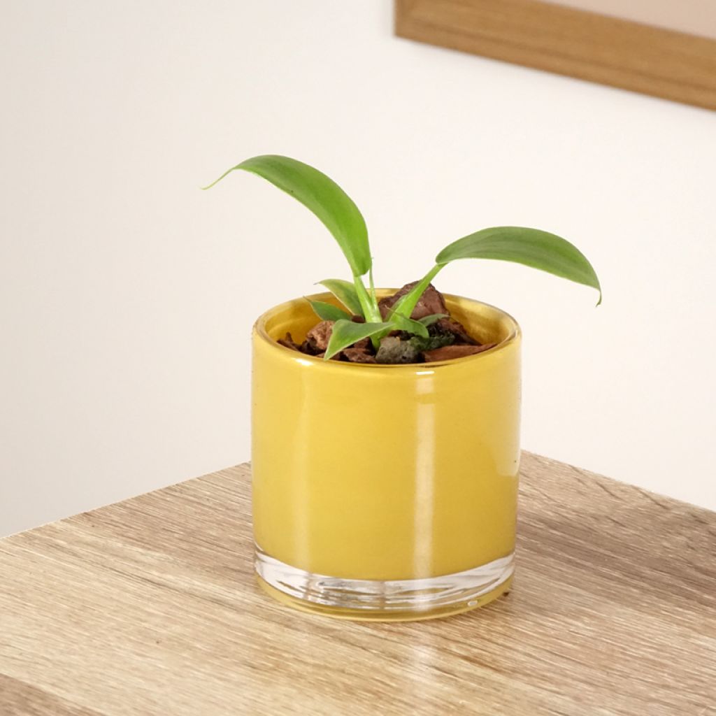 Köynnösvehka - Philodendron applanatum