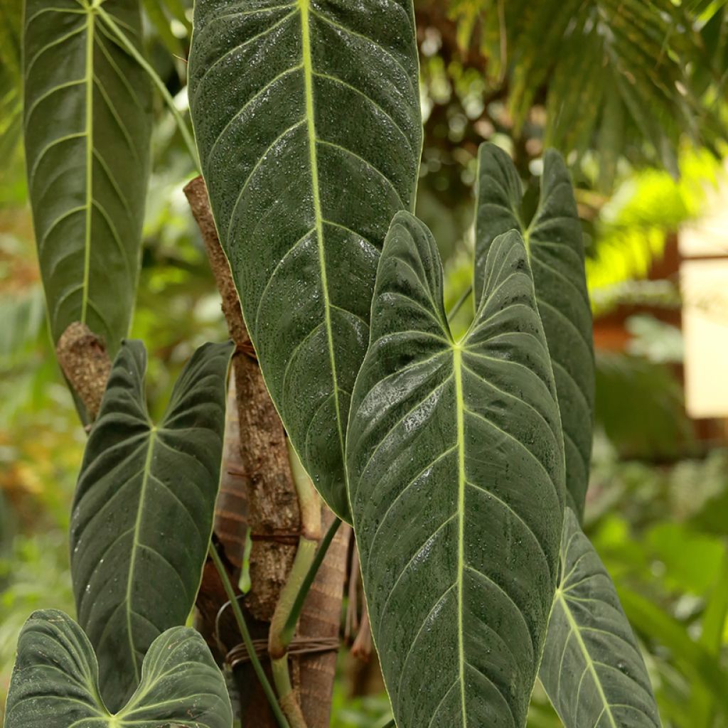 Rusoköynnösvehka - Philodendron melanochrysum