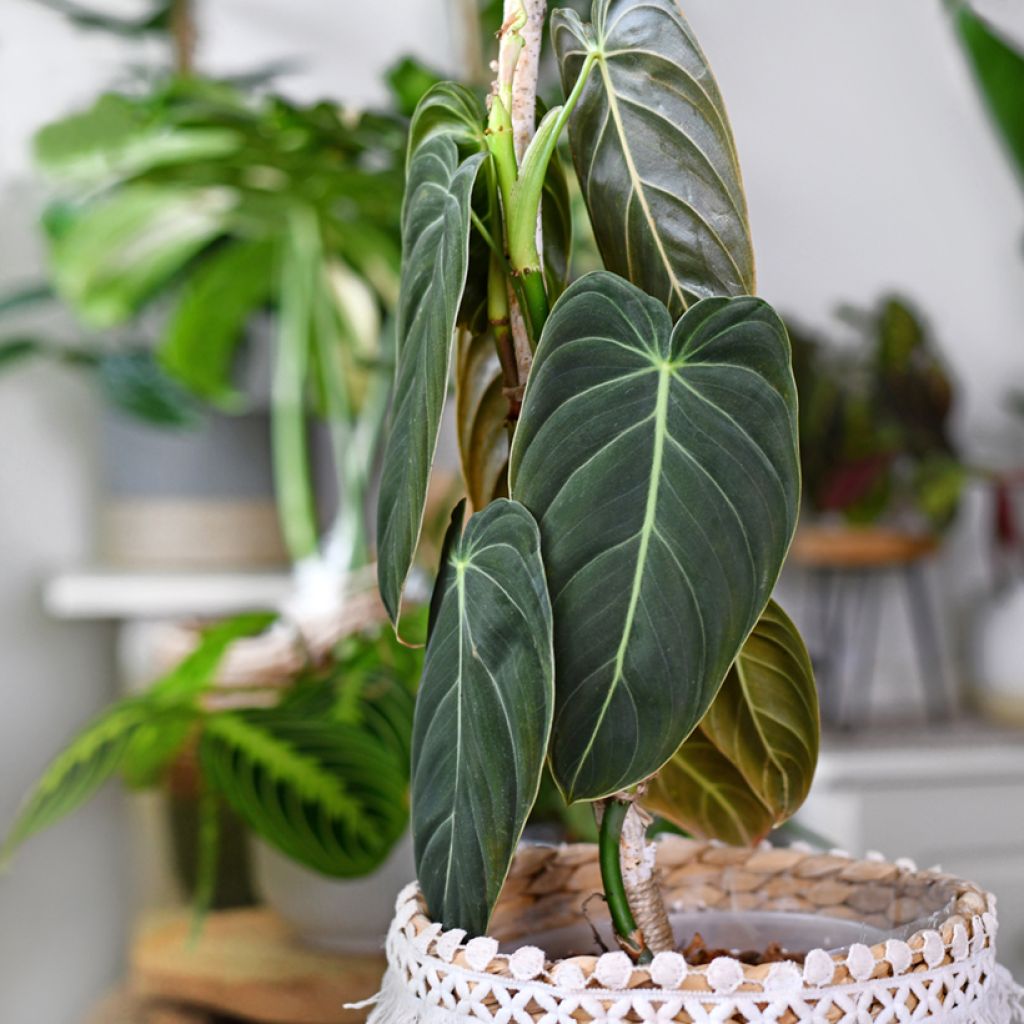 Rusoköynnösvehka - Philodendron melanochrysum