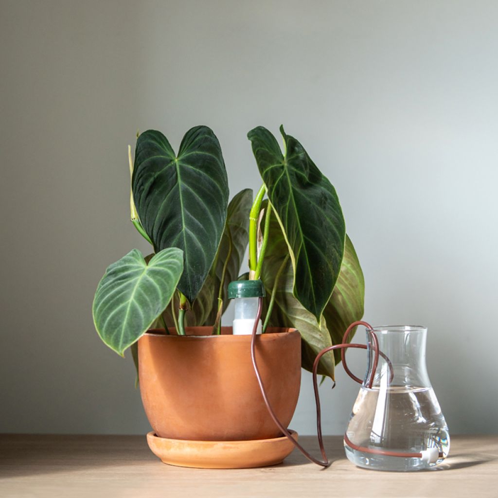 Rusoköynnösvehka - Philodendron melanochrysum