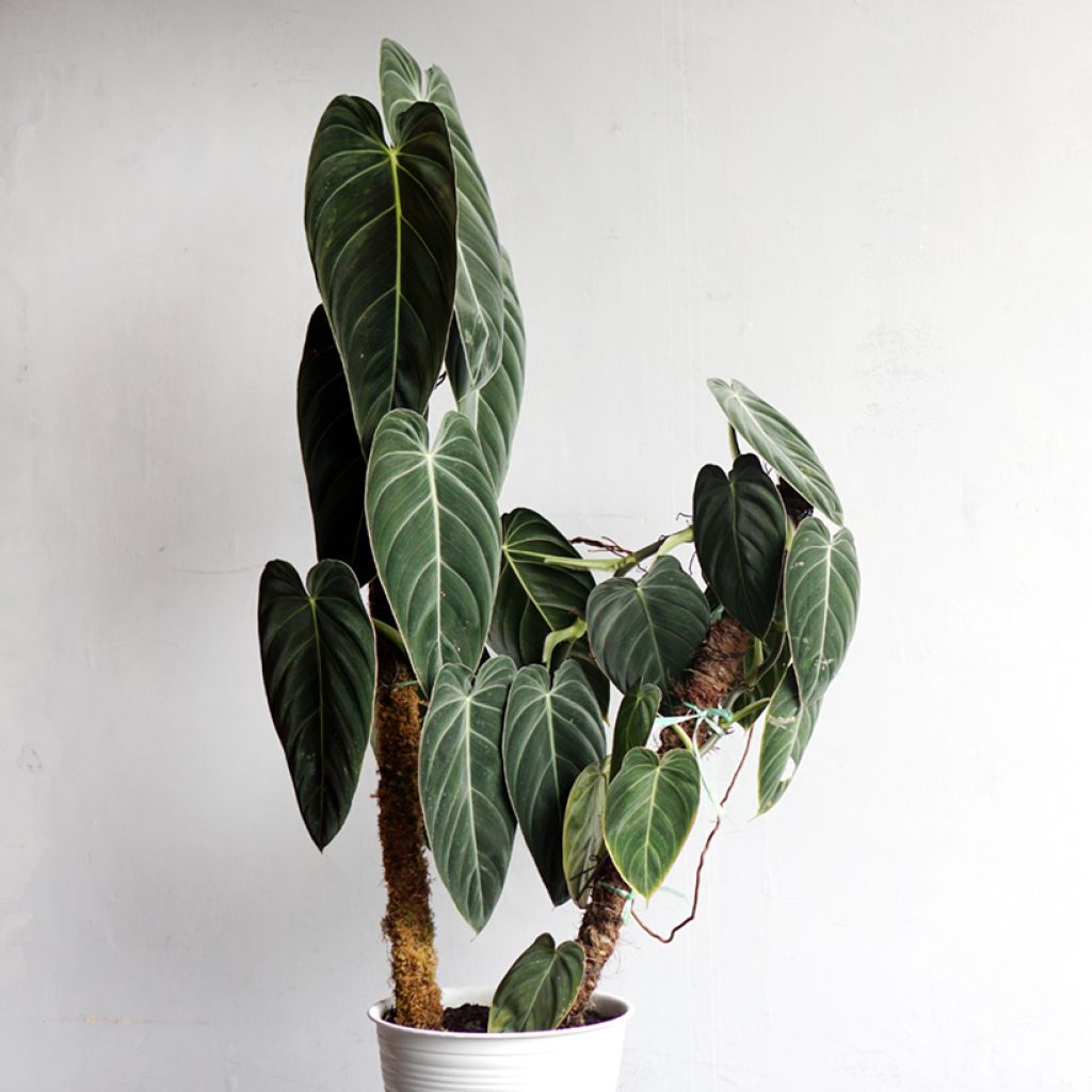 Rusoköynnösvehka - Philodendron melanochrysum