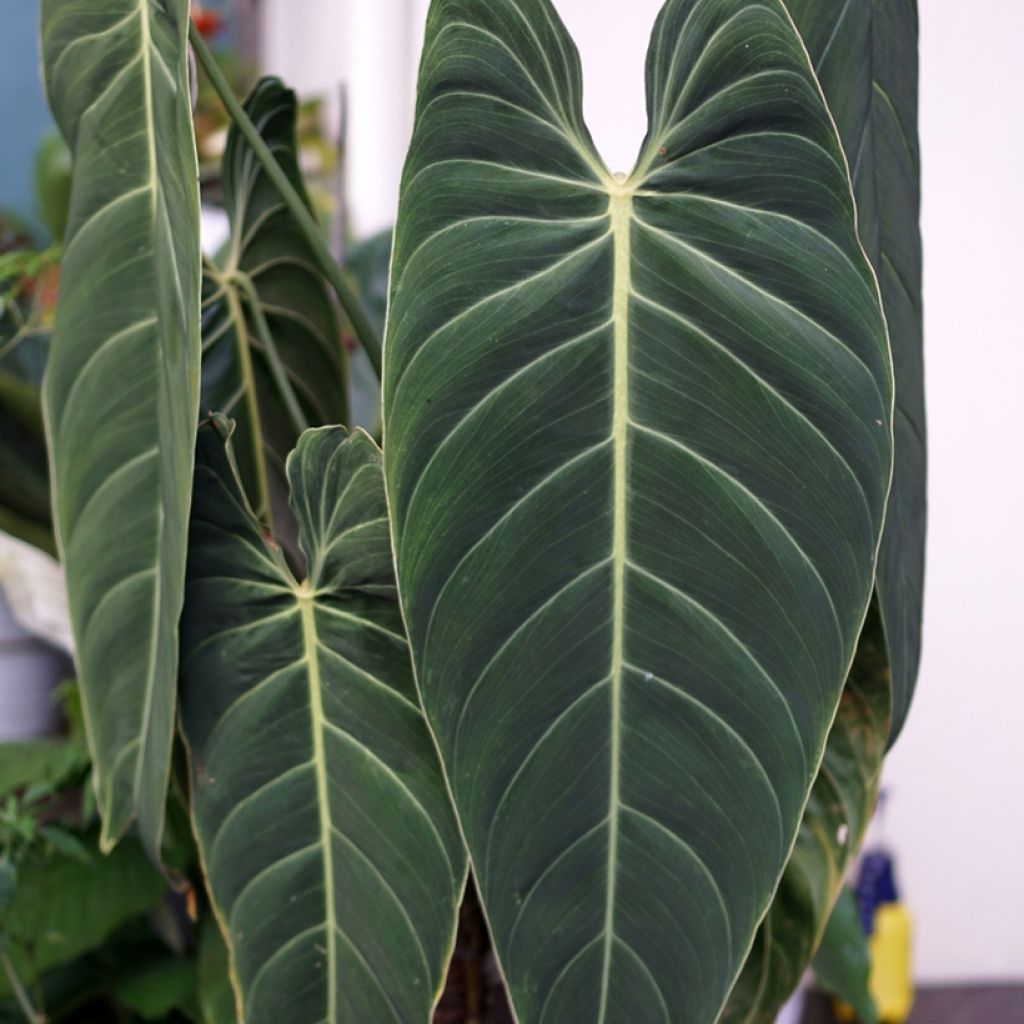 Rusoköynnösvehka - Philodendron melanochrysum