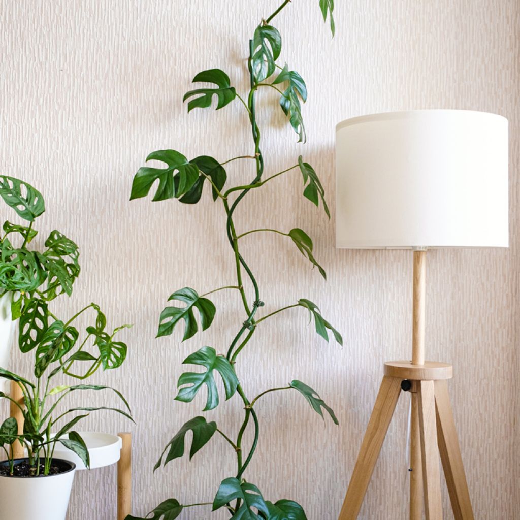 Neulavehka Minima