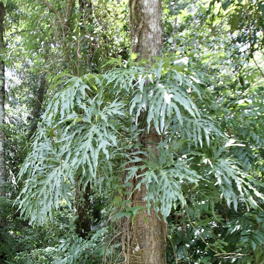 Köynnösvehka - Philodendron radiatum
