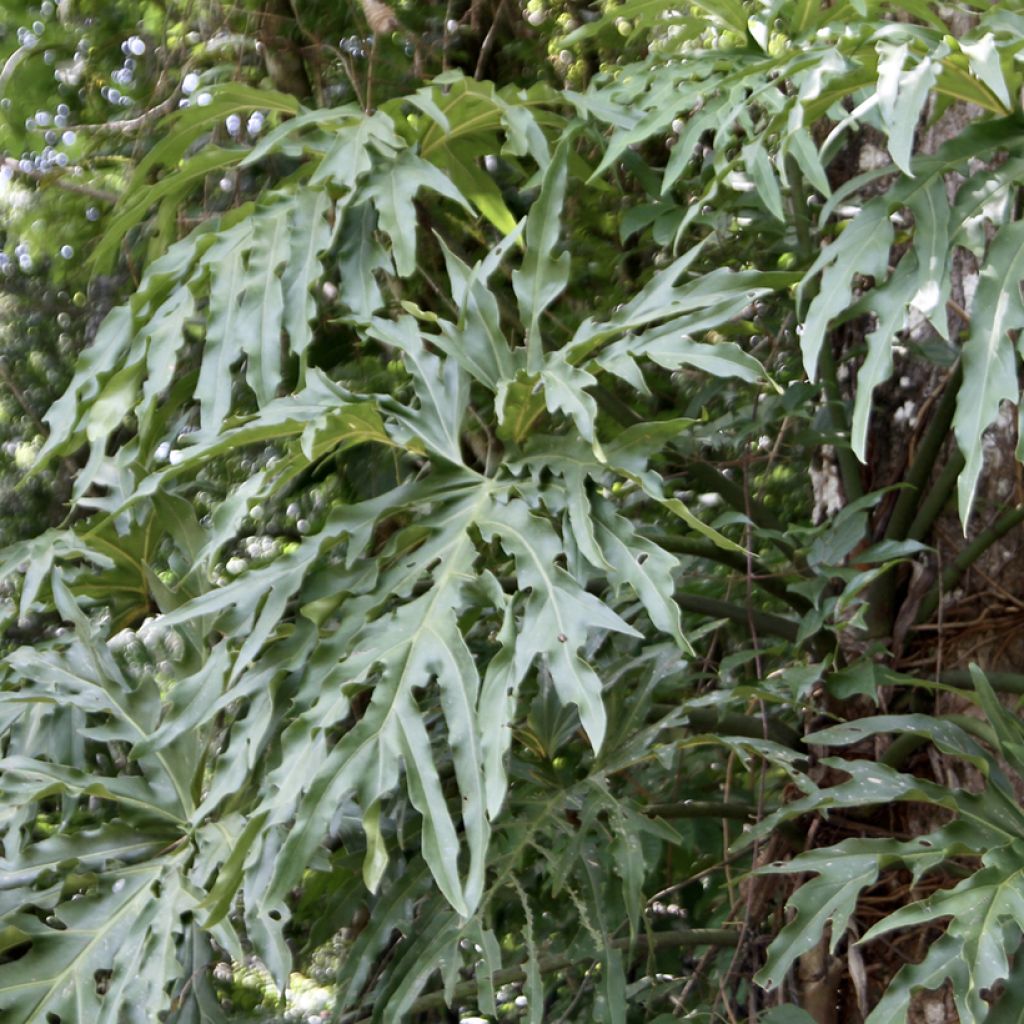 Köynnösvehka - Philodendron radiatum