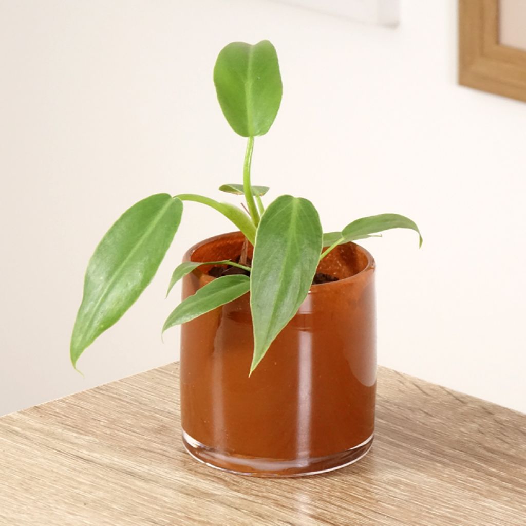 Köynnösvehka - Philodendron radiatum
