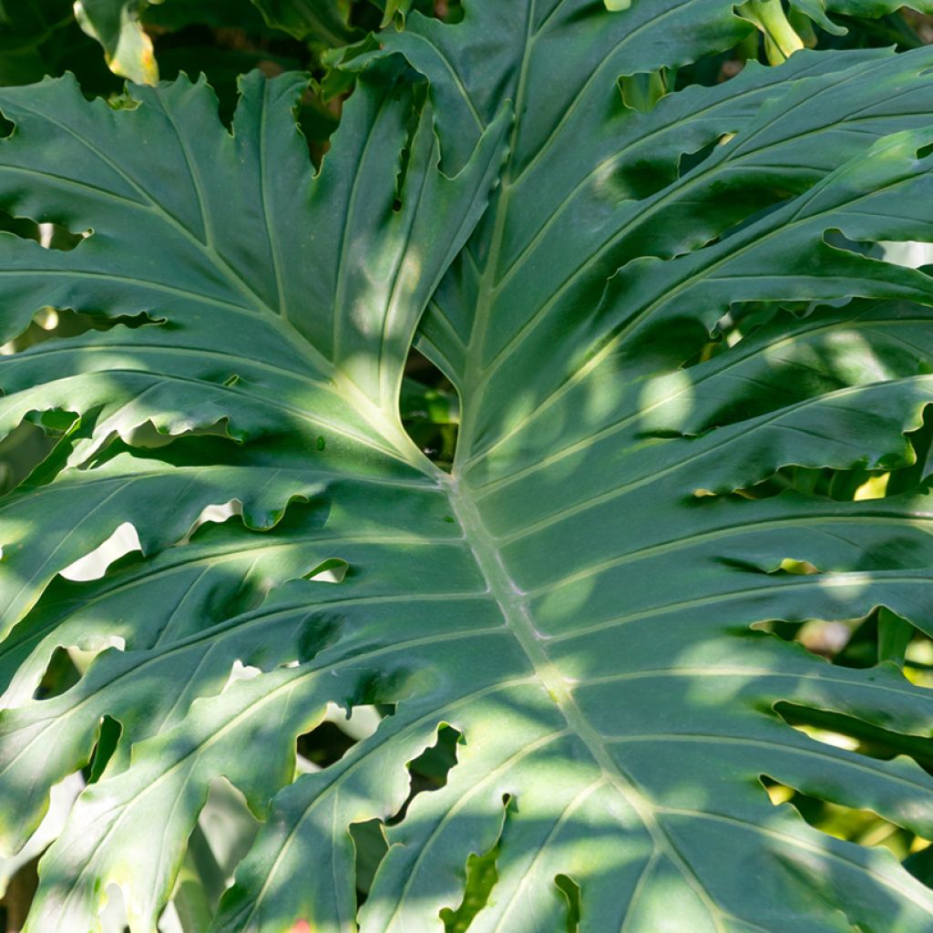 Köynnösvehka - Philodendron radiatum