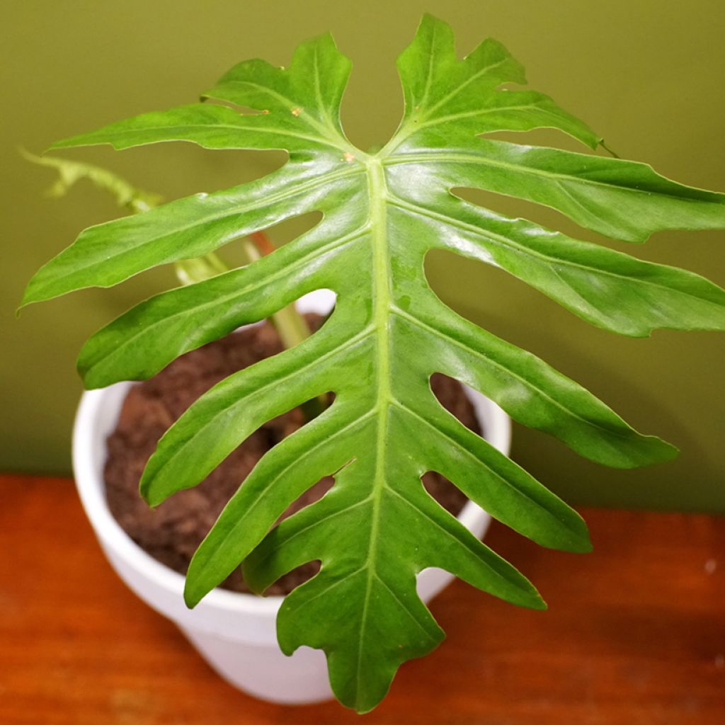 Köynnösvehka - Philodendron radiatum