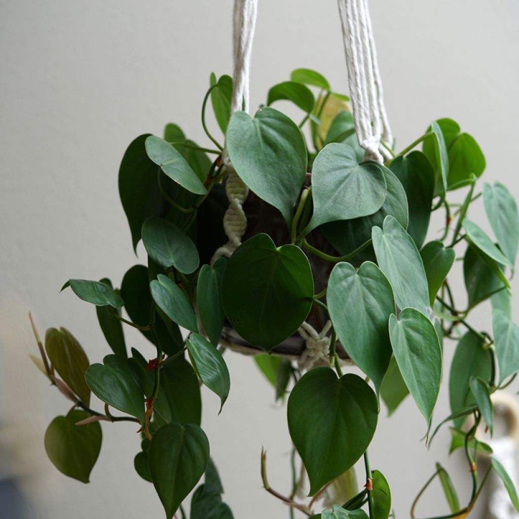 Herttaköynnösvehka - Philodendron hederaceum