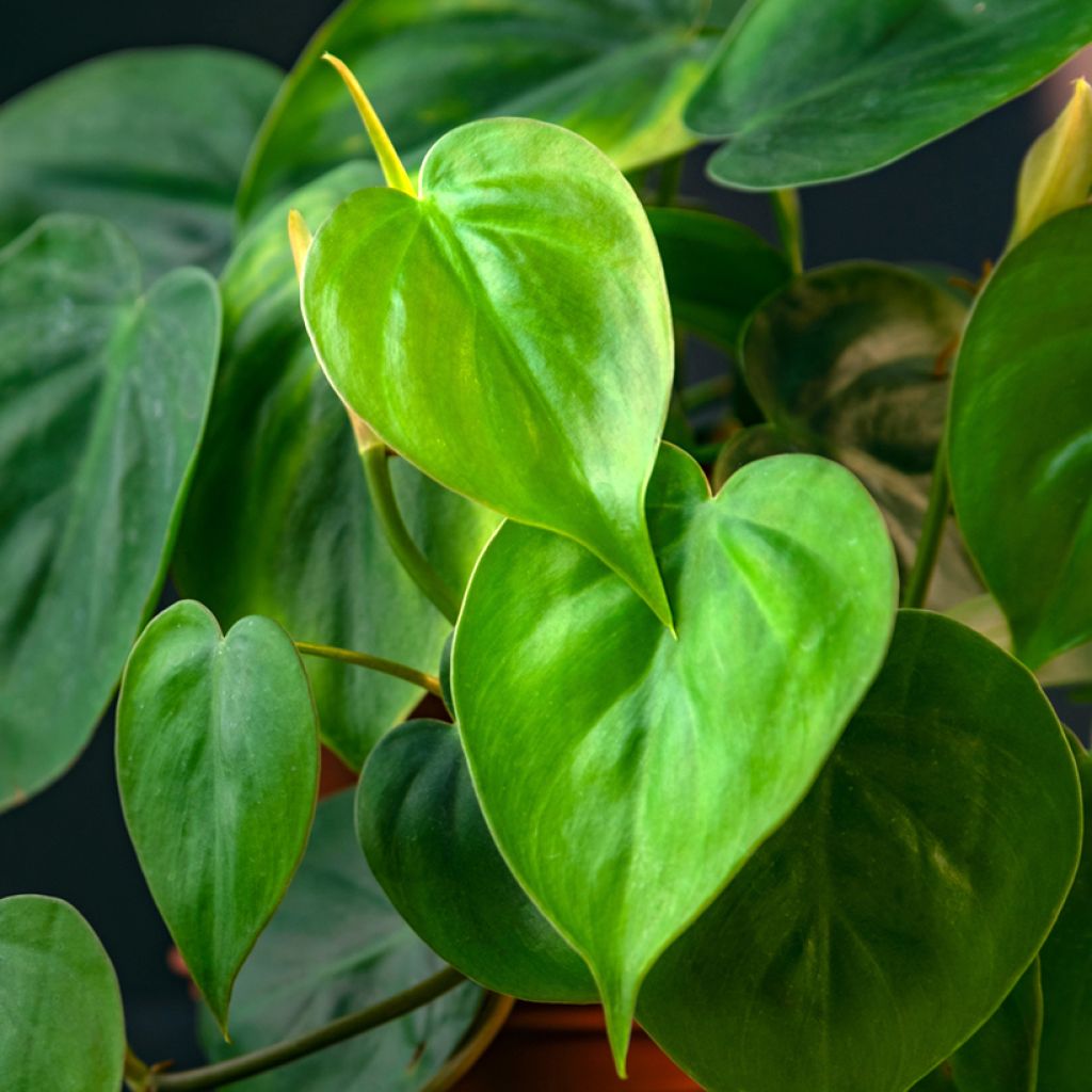 Herttaköynnösvehka - Philodendron hederaceum
