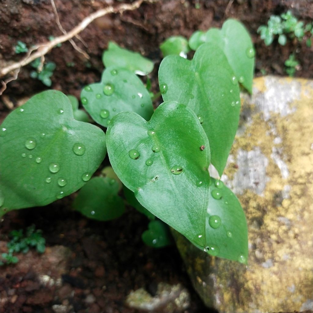 Herttaköynnösvehka - Philodendron hederaceum