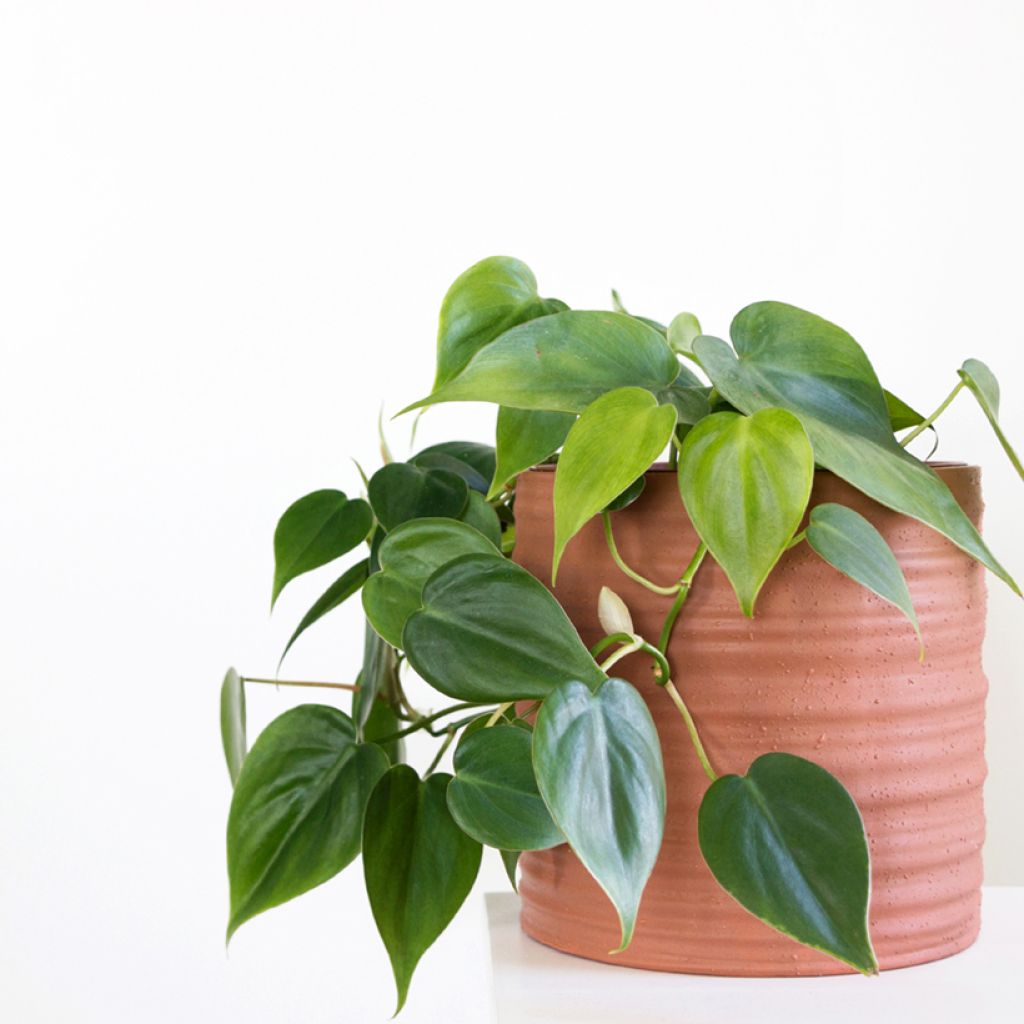 Herttaköynnösvehka - Philodendron hederaceum