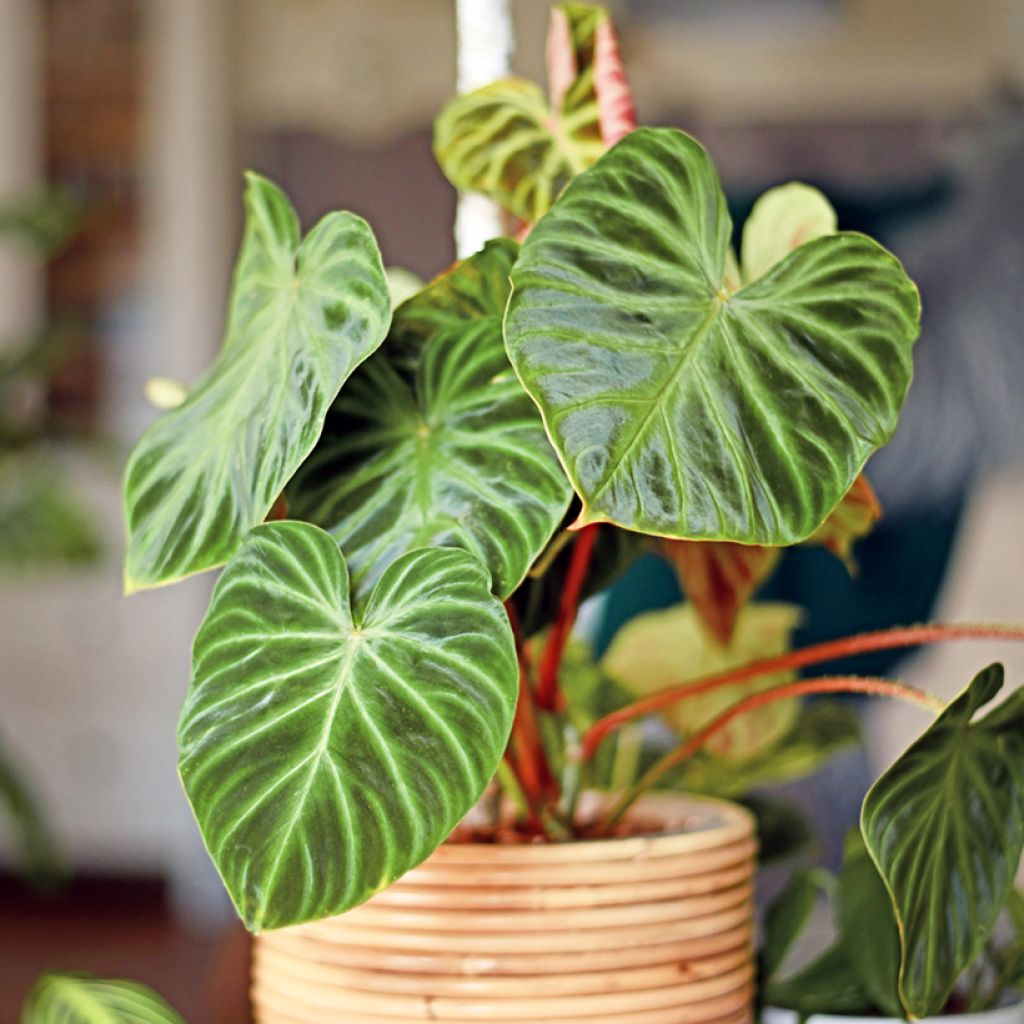 Silkkiköynnösvehka - Philodendron verrucosum