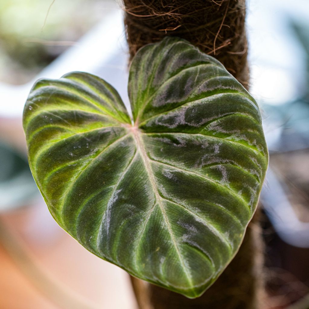 Silkkiköynnösvehka - Philodendron verrucosum