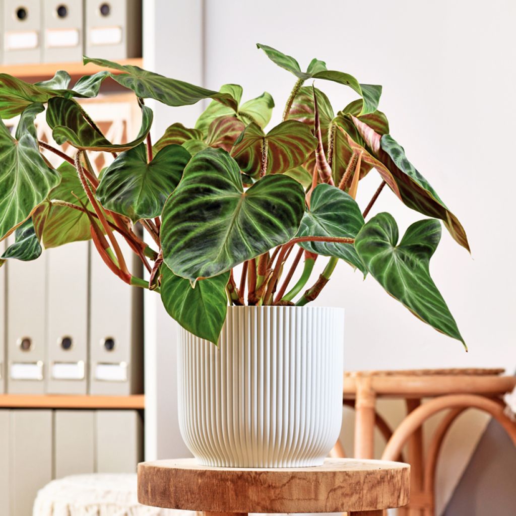 Silkkiköynnösvehka - Philodendron verrucosum