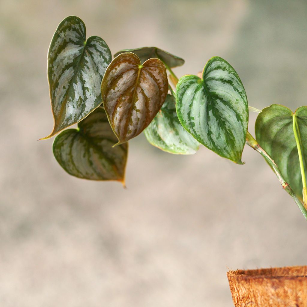 Köynnösvehka - Philodendron brandtianum