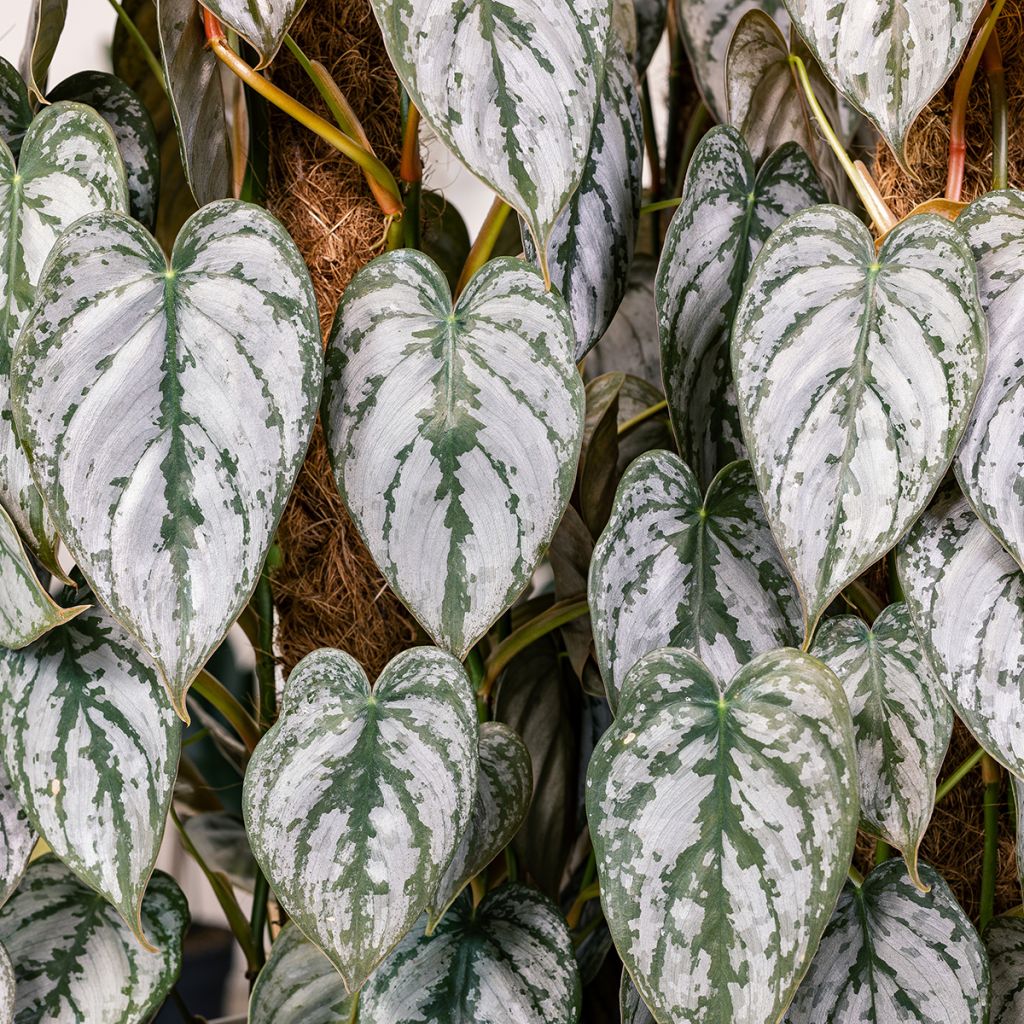 Köynnösvehka - Philodendron brandtianum