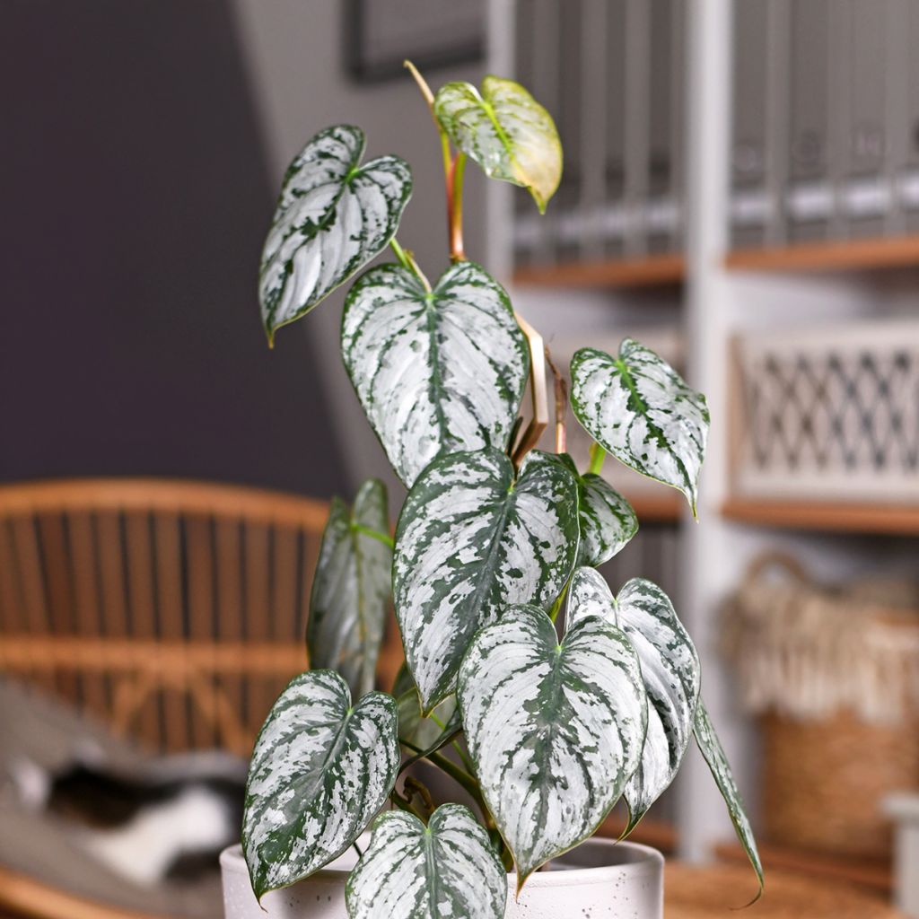 Köynnösvehka - Philodendron brandtianum