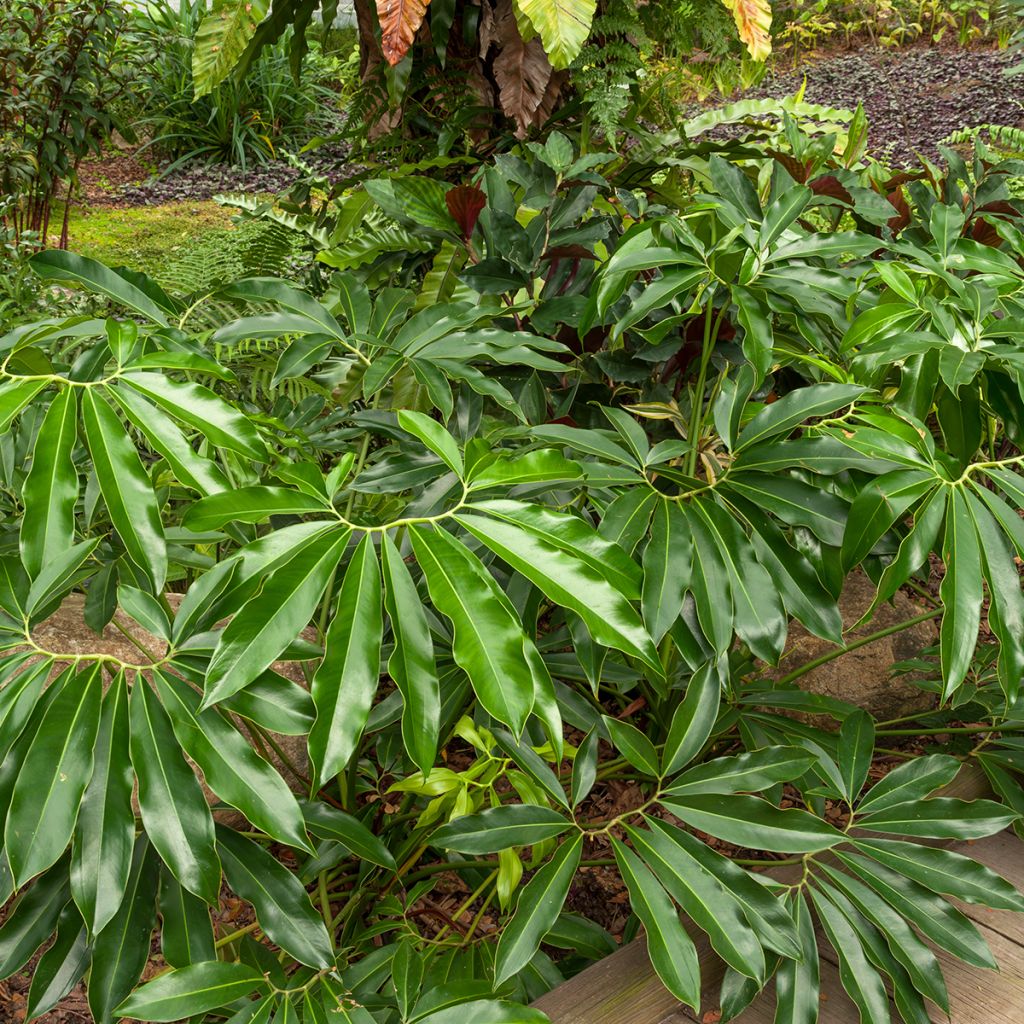 Köynnösvehka - Philodendron goeldii