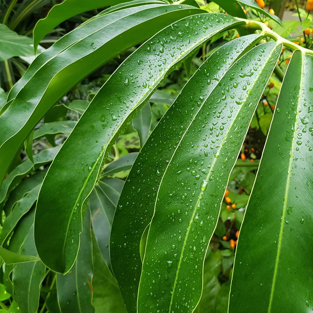 Köynnösvehka - Philodendron goeldii