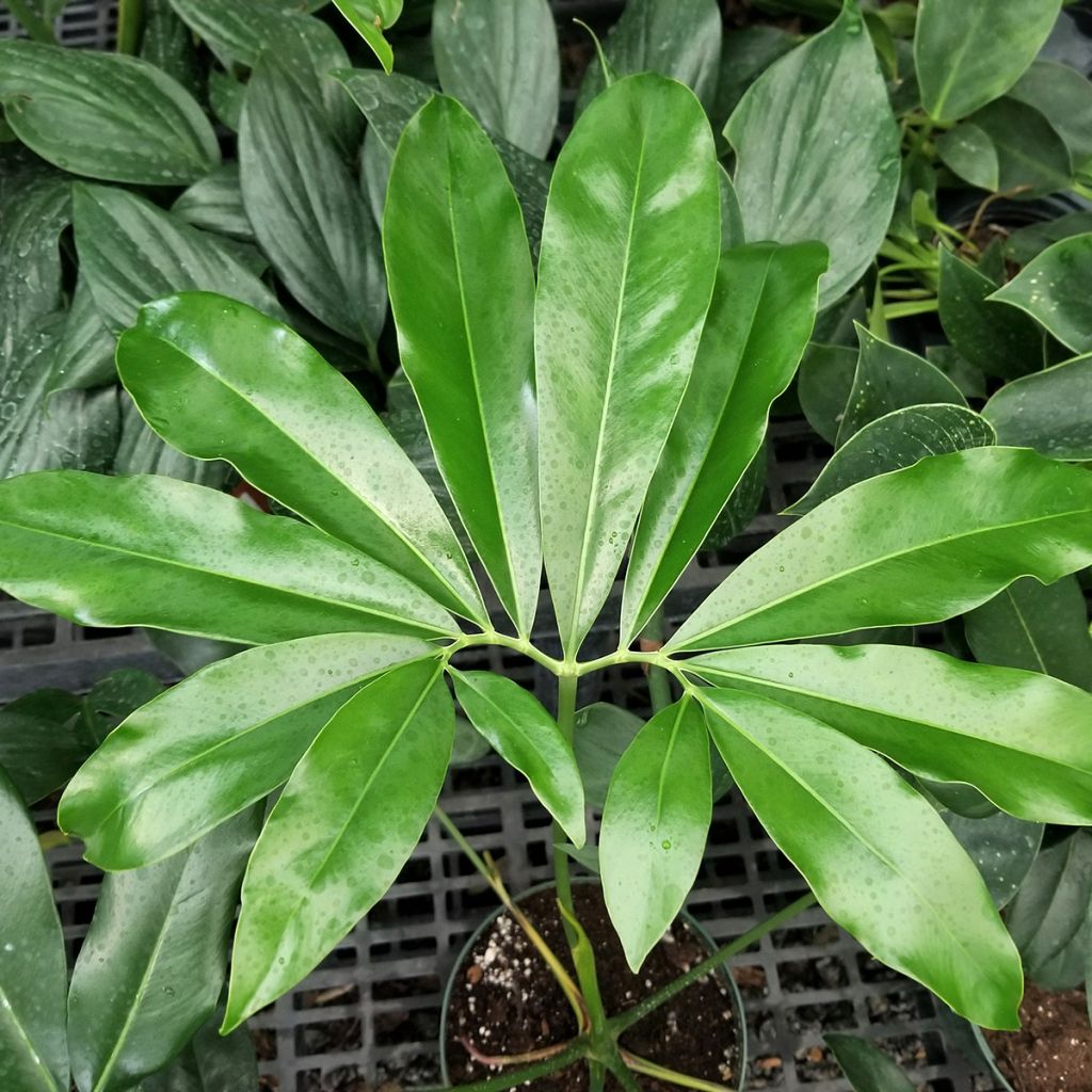 Köynnösvehka - Philodendron goeldii
