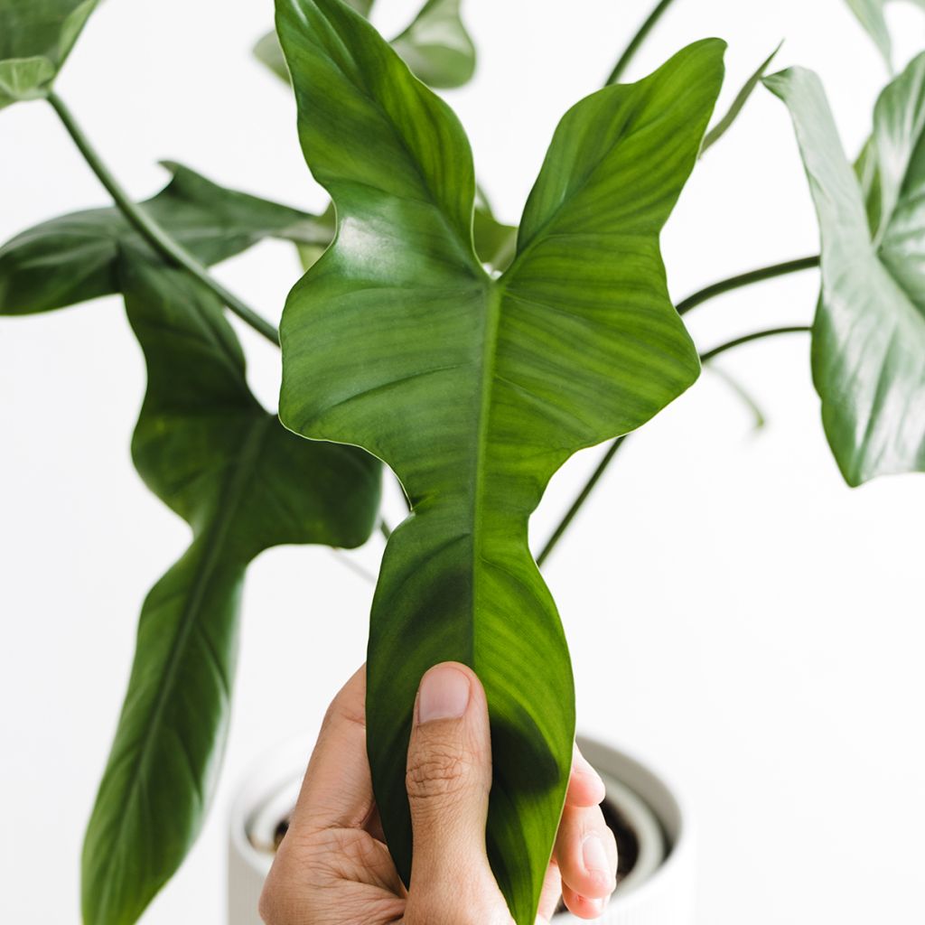 Köynnösvehka - Philodendron longilobatum