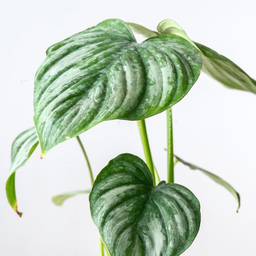 Köynnösvehka - Philodendron mamei