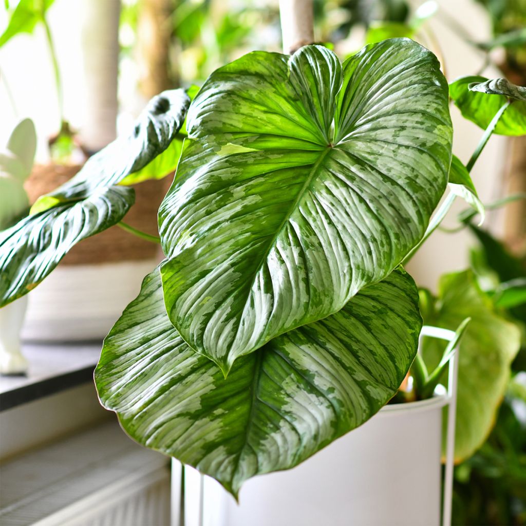 Köynnösvehka - Philodendron mamei