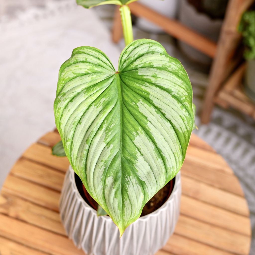 Köynnösvehka - Philodendron mamei