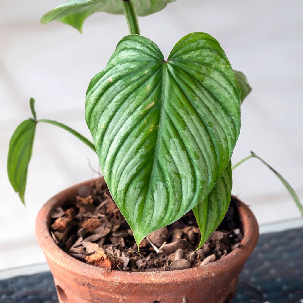 Köynnösvehka - Philodendron mamei
