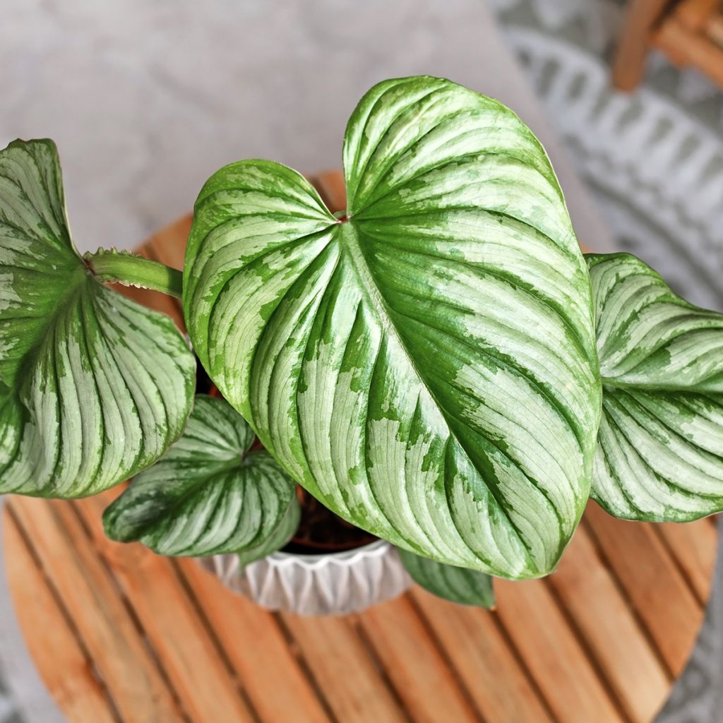 Köynnösvehka - Philodendron mamei