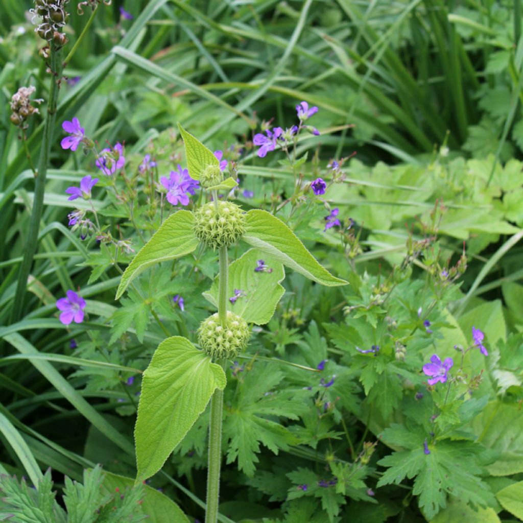 Anatolianpaloyrtti - Phlomis russeliana