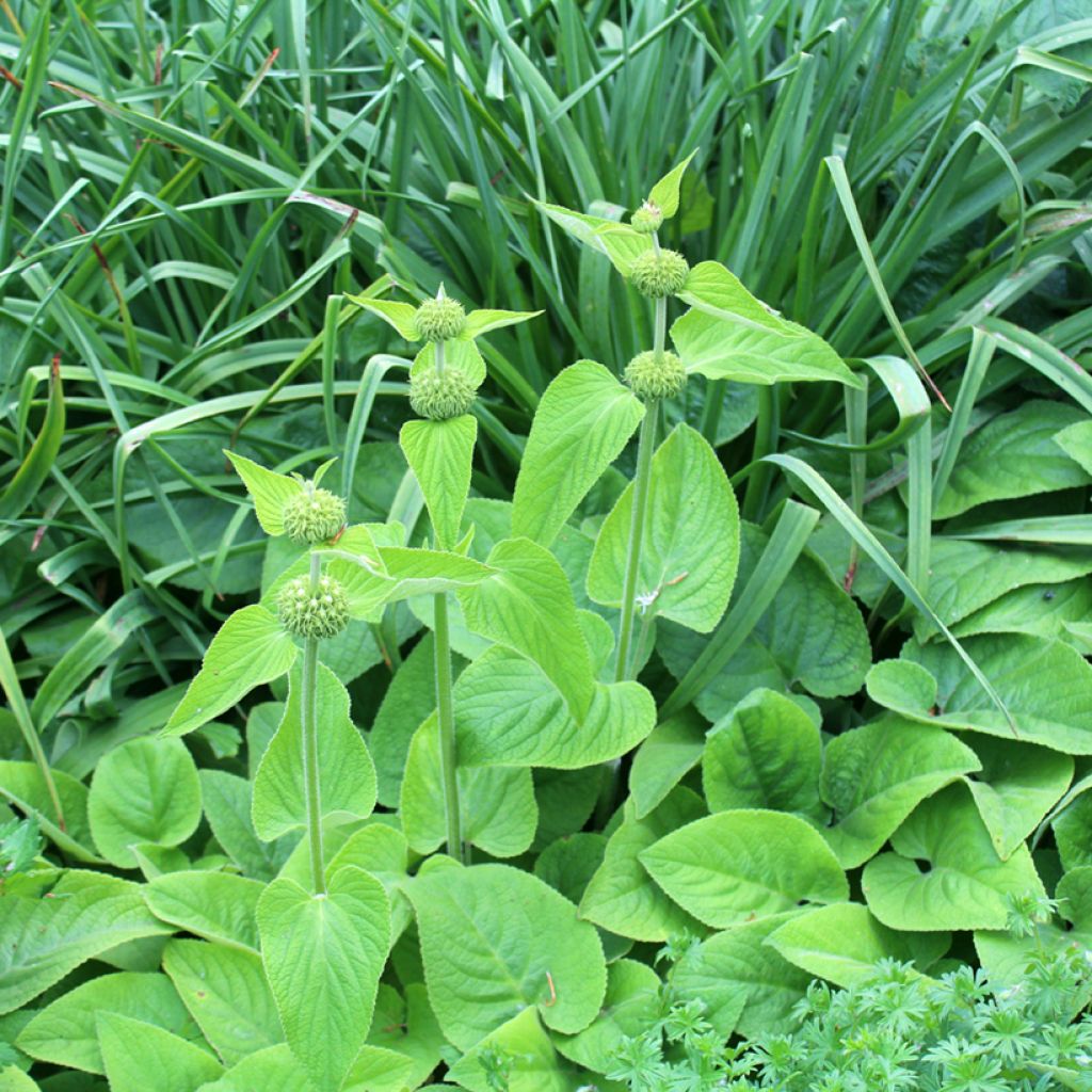 Anatolianpaloyrtti - Phlomis russeliana