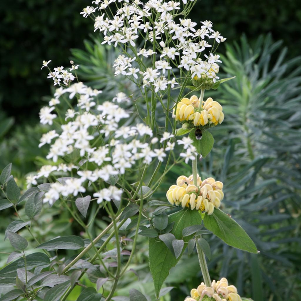 Anatolianpaloyrtti - Phlomis russeliana